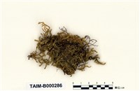 藏品(反葉粗蔓苔)的圖片